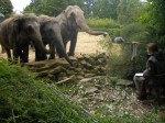 Meike Artelt met microfoon in Emmen. De reikende olifant is Annabel (45), die een paar maanden later overleed na een val in de droge gracht. (foto: M. Minkema)