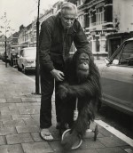Orang-oetan Likoe in 1971 op een driewieler met Henri Campen in de Haagse Gerard Reijnststraat.